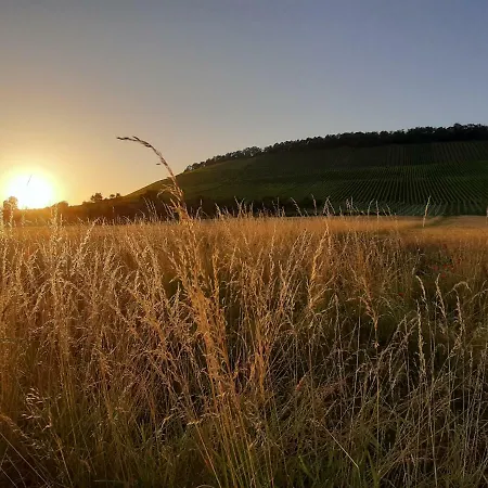 Thuja Am Weinberg * Vaihingen an der Enz