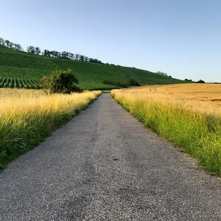 Thuja Am Weinberg *